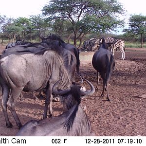 Trail Camera Namibia