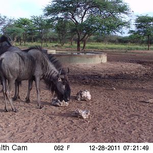 Trail Camera Namibia