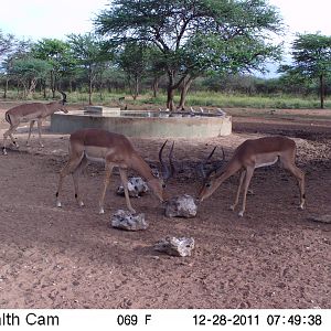 Trail Camera Namibia