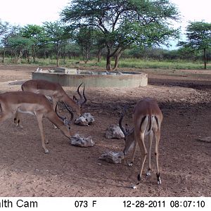 Trail Camera Namibia