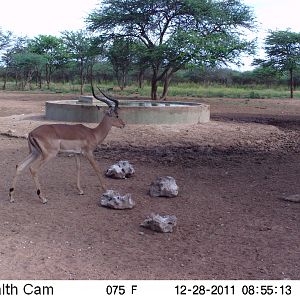 Trail Camera Namibia