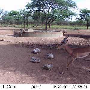 Trail Camera Namibia