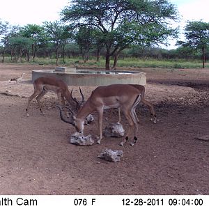 Trail Camera Namibia