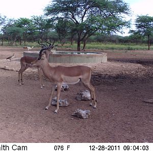 Trail Camera Namibia