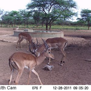 Trail Camera Namibia