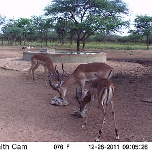 Trail Camera Namibia