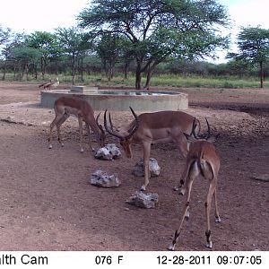 Trail Camera Namibia