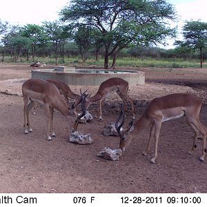 Trail Camera Namibia