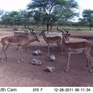 Trail Camera Namibia