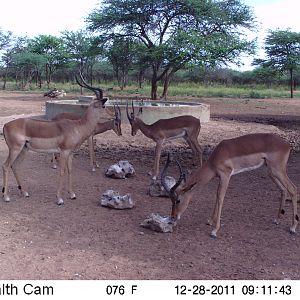 Trail Camera Namibia