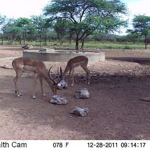 Trail Camera Namibia