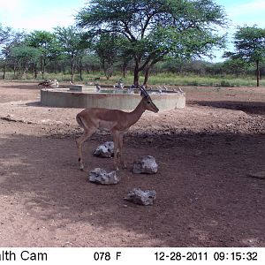 Trail Camera Namibia