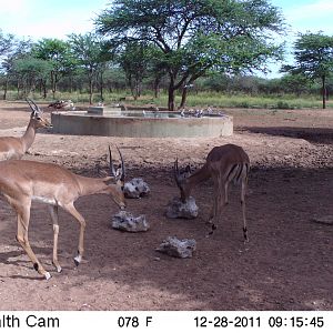 Trail Camera Namibia