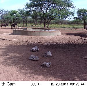 Trail Camera Namibia