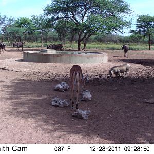 Trail Camera Namibia