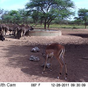 Trail Camera Namibia