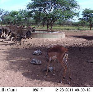 Trail Camera Namibia