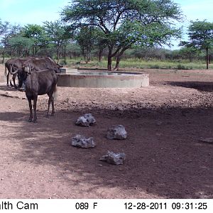 Trail Camera Namibia