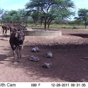 Trail Camera Namibia