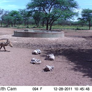 Trail Camera Namibia