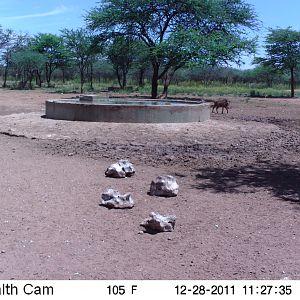 Trail Camera Namibia