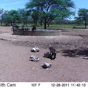 Chacma Baboon Trail Camera Namibia