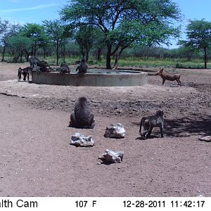 Chacma Baboon Trail Camera Namibia