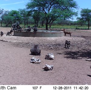 Chacma Baboon Trail Camera Namibia