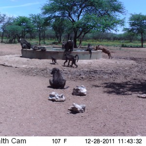 Chacma Baboon Trail Camera Namibia