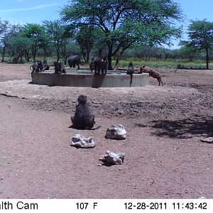 Chacma Baboon Trail Camera Namibia