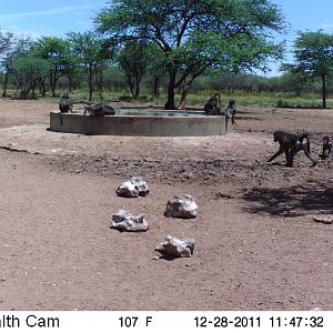 Chacma Baboon Trail Camera Namibia