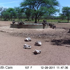 Chacma Baboon Trail Camera Namibia