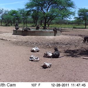 Chacma Baboon Trail Camera Namibia