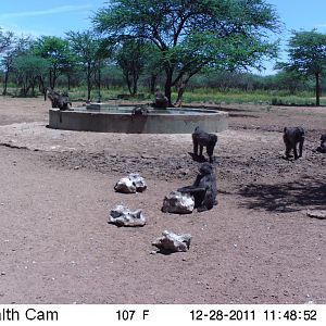 Chacma Baboon Trail Camera Namibia