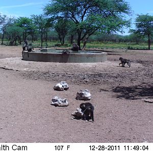 Chacma Baboon Trail Camera Namibia