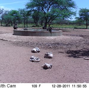 Chacma Baboon Trail Camera Namibia