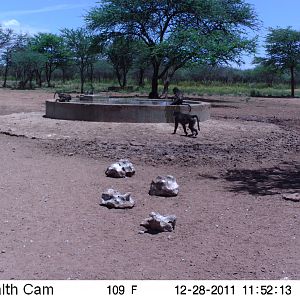 Chacma Baboon Trail Camera Namibia