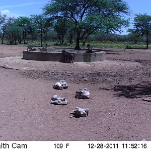 Chacma Baboon Trail Camera Namibia