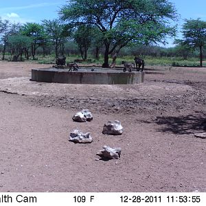 Chacma Baboon Trail Camera Namibia