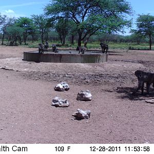 Chacma Baboon Trail Camera Namibia