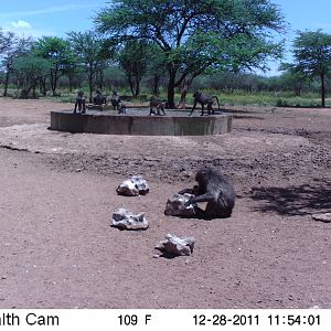 Chacma Baboon Trail Camera Namibia