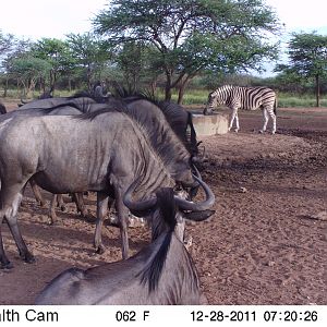 Trail Camera Namibia