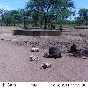 Chacma Baboon Trail Camera Namibia