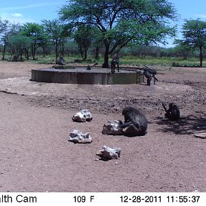 Chacma Baboon Trail Camera Namibia