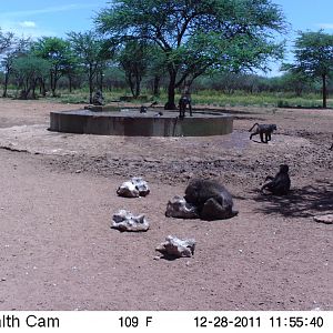 Chacma Baboon Trail Camera Namibia