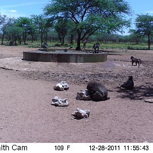 Chacma Baboon Trail Camera Namibia