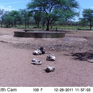 Chacma Baboon Trail Camera Namibia