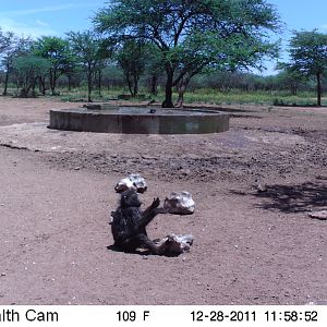 Chacma Baboon Trail Camera Namibia