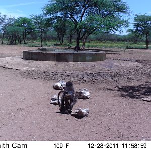 Chacma Baboon Trail Camera Namibia