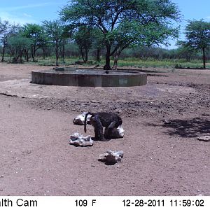 Chacma Baboon Trail Camera Namibia